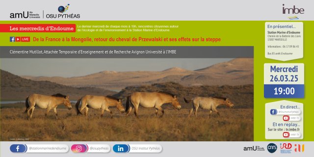 Les mercredis d'Endoume - De la France à la Mongolie, retour du cheval de Przewalski et ses effets sur la steppe