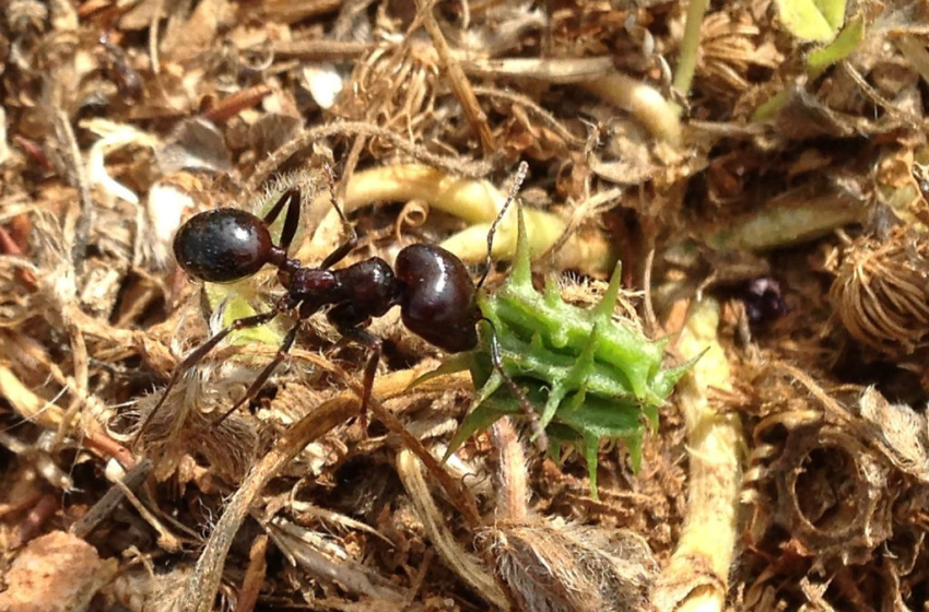 Le vote du règlement européen relatif à la restauration de la nature en 2024 a mis en évidence l’importance de […]