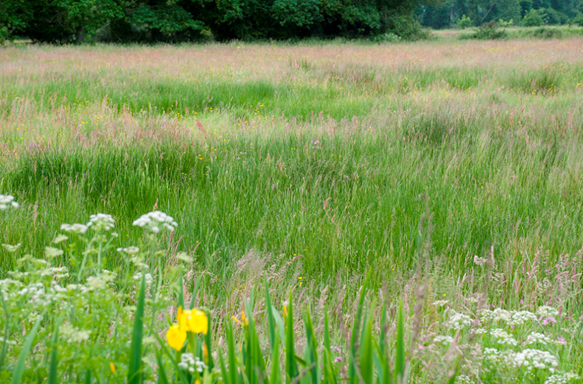 INRAE et le CNRS ont conduit une étude sur 150 prairies en zone tempérée pour identifier les seuils écologiques à […]