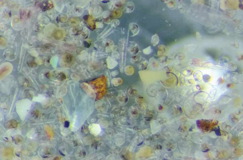 Une nouvelle revue internationale publiée dans Science souligne l’importance de coccolithophores, foraminifères et ptéropodes dans le cycle du carbone océanique. […]