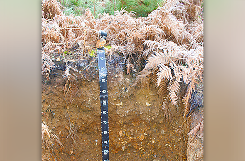 Les sols stockent une grande quantité de carbone et jouent un rôle essentiel dans la lutte contre le changement climatique. […]
