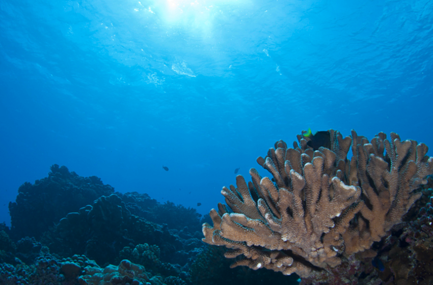 La principale source externe d’azote nouveau dans l’océan de surface provient de la fixation biologique du N2 par les micro-organismes [&hellip;]