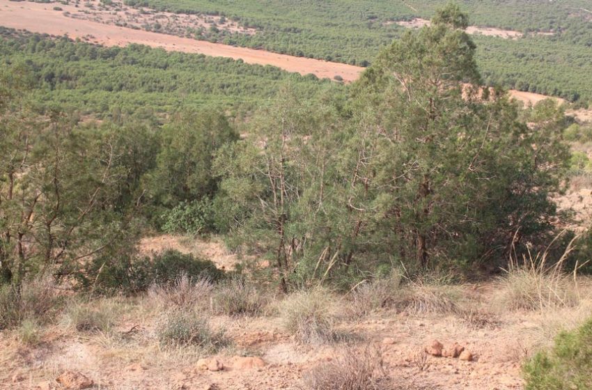 Les forêts méditerranéennes sont soumises à des pressions anthropiques et climatiques croissantes, particulièrement marquées dans les zones les plus contraignantes [&hellip;]